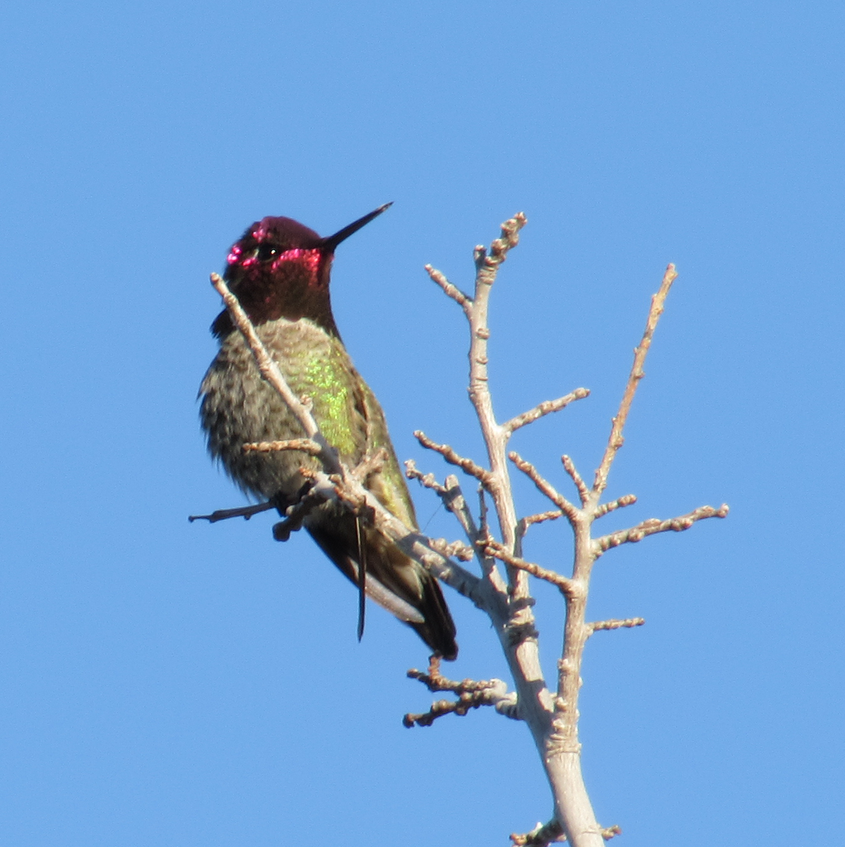 asu_behavior's tweet image. How did iridescent color signaling evolve?  ow.ly/NsrAq @rsimpson235