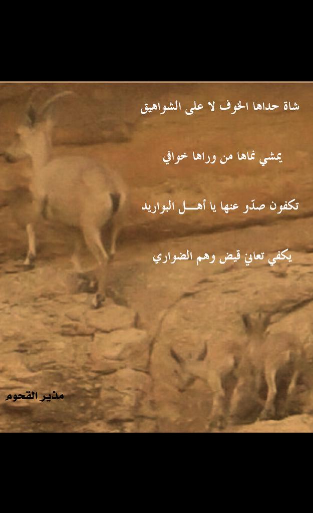 تهجين الوعل النوبي Yyuudana Twitter