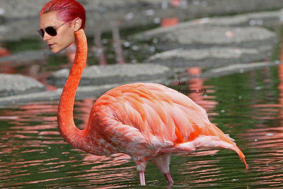 hloves30stm's tweet photo. 😂😂😂 “@FrauVonHerzL “@FreedomShik #Jaredispink
#JaredLeto
Haha
@JaredLeto http://t.co/q9Waf9vzXU””