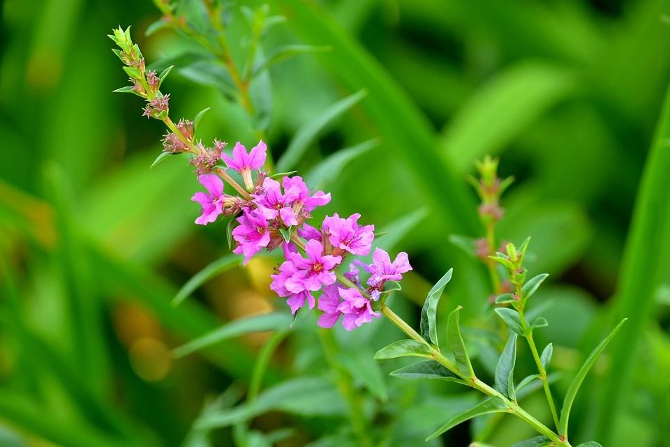 暮らしのほとり舎 季節の草花 禊萩 みそはぎ 古くからお盆の日に ミソハギの花 に水を含ませ供物に水をかける風習がありました それが禊 みそぎ を連想させ 萩 ハギ に似た植物ということからミソギハギの名がつき 略されたのが名の由来 花