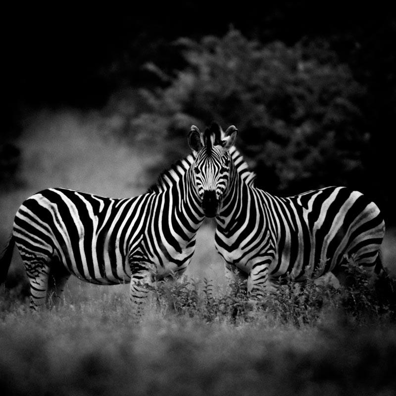 Laurent Baheux Photo tweet media