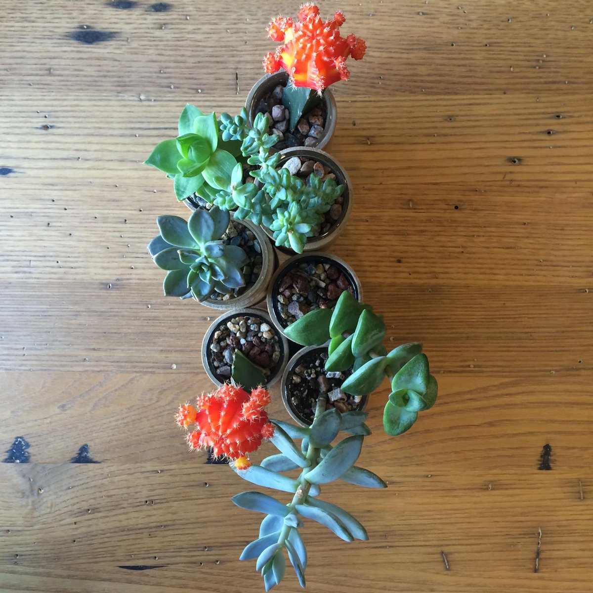 SymphonyVase's tweet image. Create your own #succulent #jungle with the #symphonyvase #design #denver