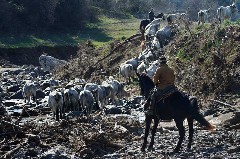 Cultura: TransUmando a Siena, in viaggio con l’antico rito della transumanza