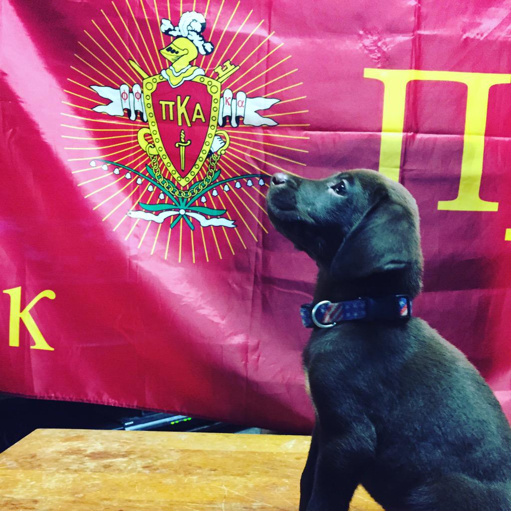 ksupike's tweet photo. Welcome the newest member of our fraternity, Boston! http://t.co/F9pmz5LjEO