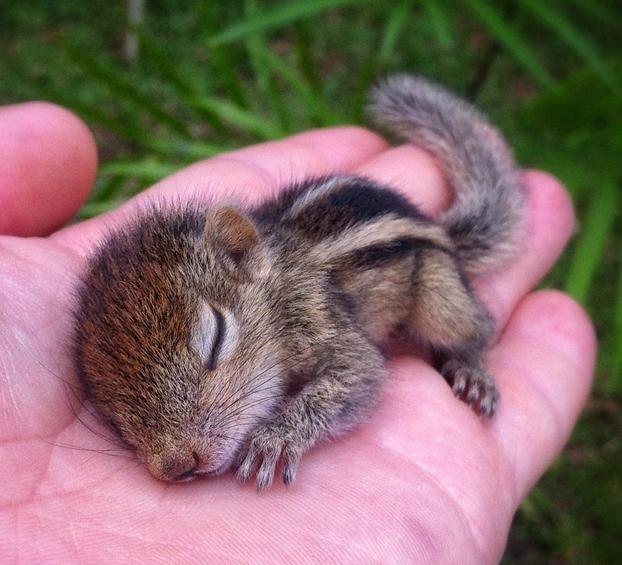 EarthPix's tweet image. Baby Chipmunk Sleeping | Photo by Paul Williams