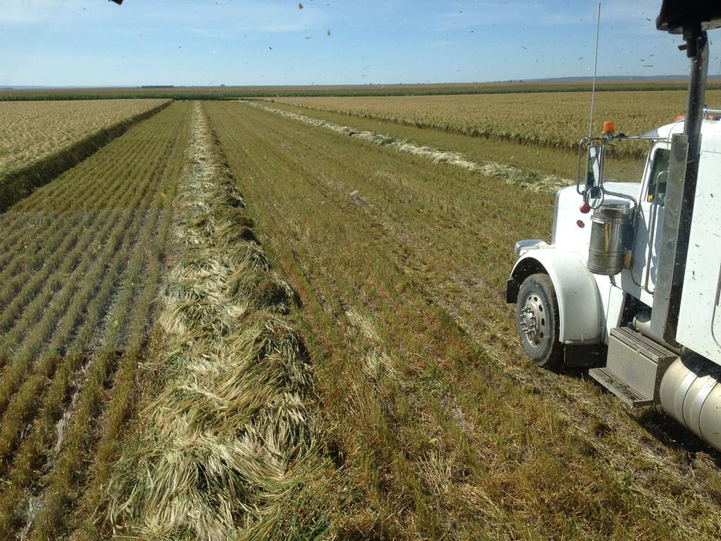 Silaging barley that was reseeded after canola froze, should have done more