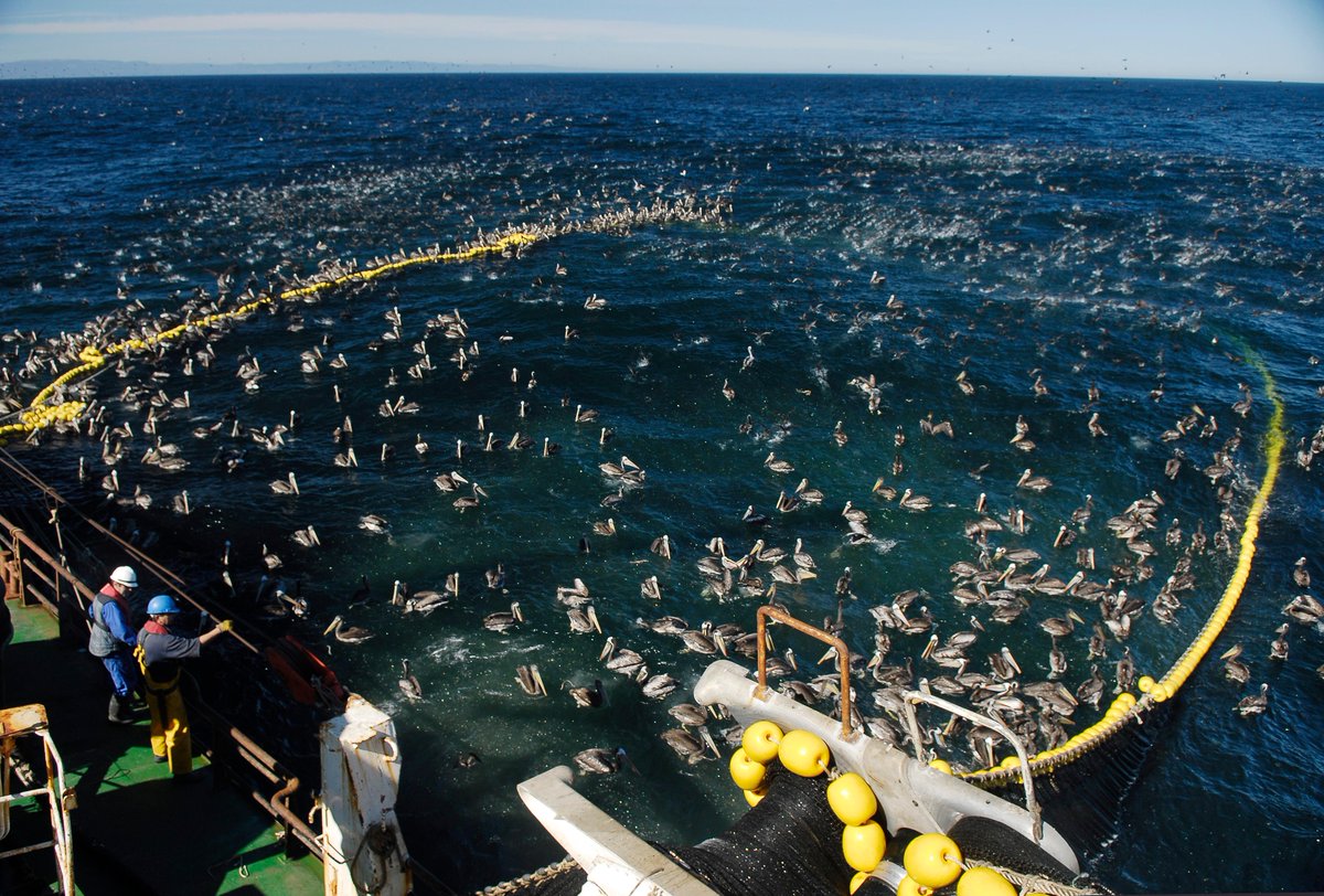 Fenómeno de #ElNiño golpea sector #pesquero y cuotas se contraen en hasta un 43% &gt;&gt; aqua.cl/2015/08/31/fen…