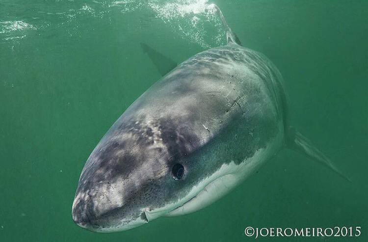 Atlantic White Shark Conservancy on Twitter: "Beautiful white shark photo taken off Cape Cod by