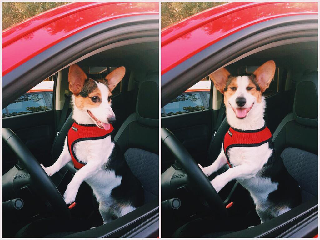 chelseanmcd's tweet image. Paddington loves this truck almost as much as I do! 🐶❤️ THANK YOU @chevylife for letting me ride in style for a week