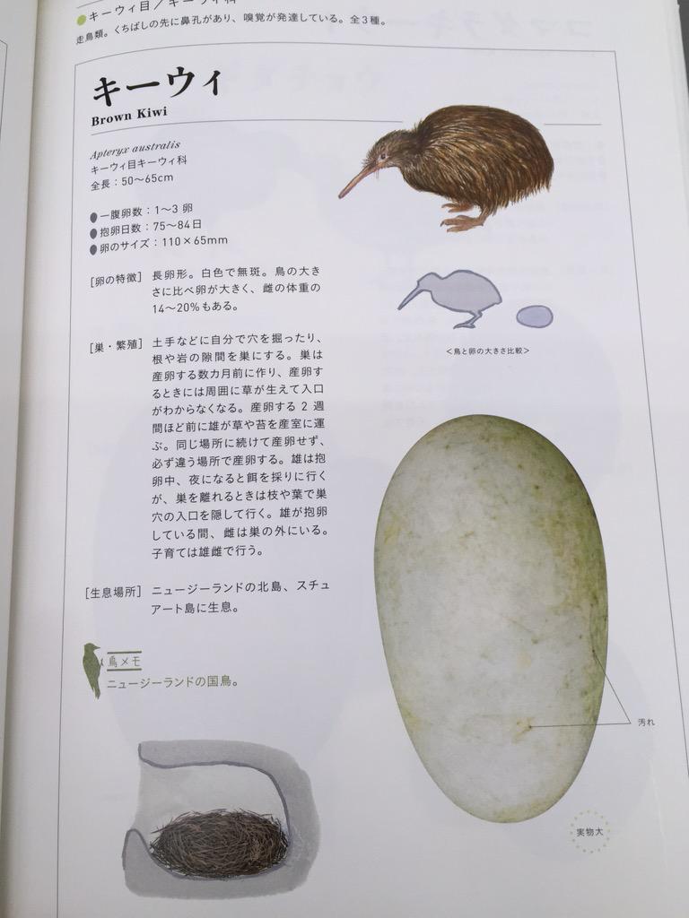 ブックマン社の生物係 今日9月1日は 9 キュー 1 イ ということで キウイの日 本当は果物のキウイの日なのですが その キウイに似ていることで名前がついたキーウィをご紹介 体に対して大きな卵を産みます 世界655種 鳥と卵と巣の大図鑑
