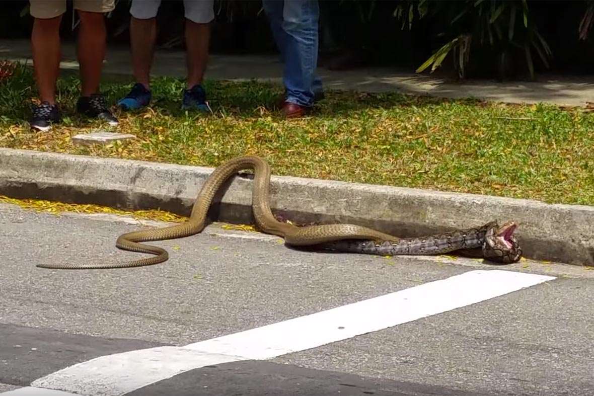 Snakes are longer. Анаконда и Королевская Кобра. Королевская Кобра и питон. Королевская Кобра против питона. Королевская Кобра против удава.