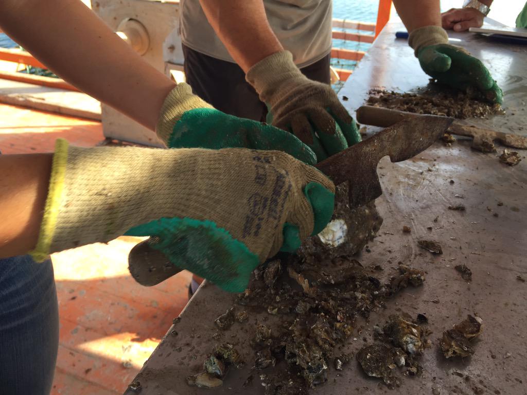 RicardCamarena's tweet photo. Un gustazo visitar el vivero de #lesperlesdevalencia en el puerto. Donde cultivan nuestras ostras http://t.co/9lQAjj3YdC
