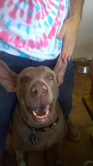 Yipeeee!!! http://t.co/knPhftsZWf<a href="/tag/camgirl"class="tags"><span>#camgirl</span></a><a href="/tag/manyvids"class="tags"><span>#manyvids</span></a>