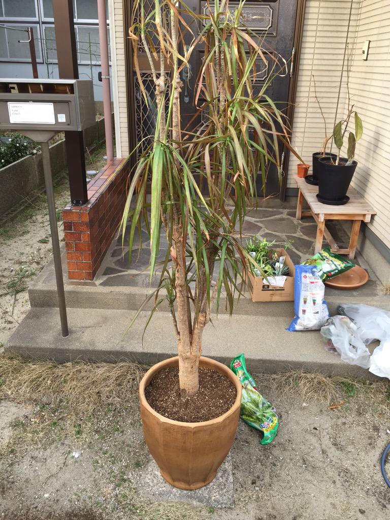 佐藤タカヒロ V Twitter 冬に水やり失敗して枯れたドラセナが復活 Http T Co Onwynlgbvk