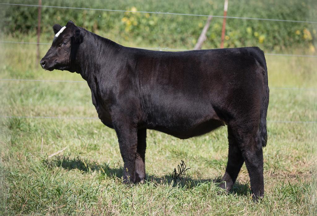 roebercattle's tweet photo. Broker heifer sells Sept 20th phone bid sale. http://t.co/e3guy0Xseb
