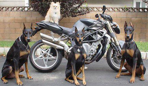Pentasens's tweet photo. do you own #motorcycle #alarm? #bCap could notify you when the #bike is being moved or sat on
http://t.co/hwiXhPNWOf http://t.co/DTwjyMQ5L8