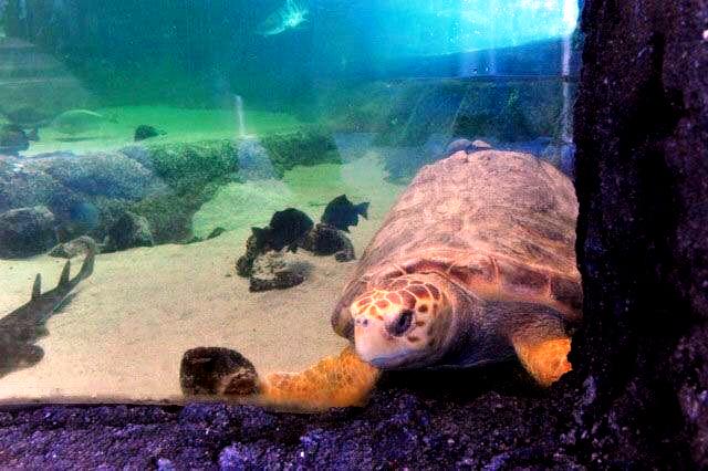 SapphiredUp's tweet photo. #TurtleTuesday might be my favorite day...because I get to show off how cute I am...🐢🌊 http://t.co/OkmJ1MD57Y