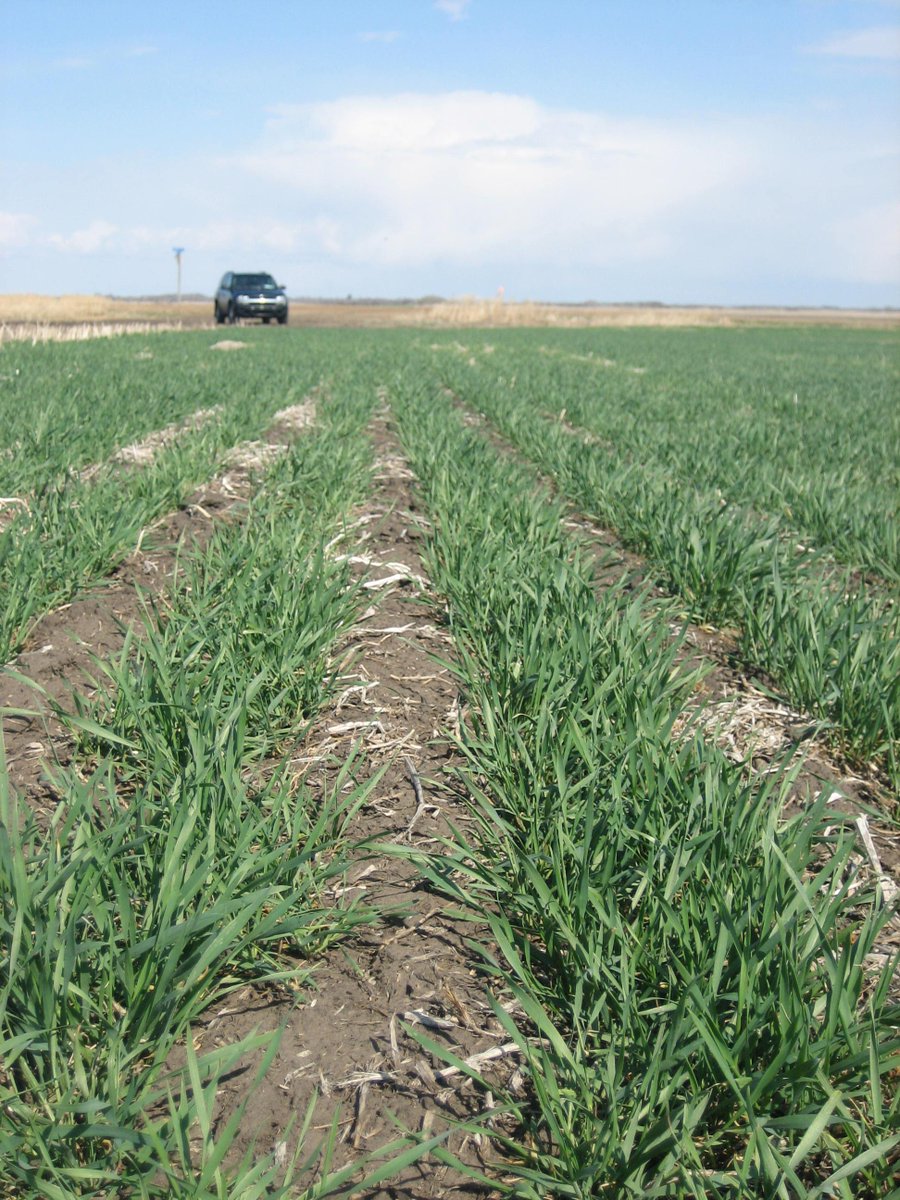 Follow us/retweet this to be entered for a chance to WIN 160 acres of PrePass XC herbicide. #CleanFields #Winning