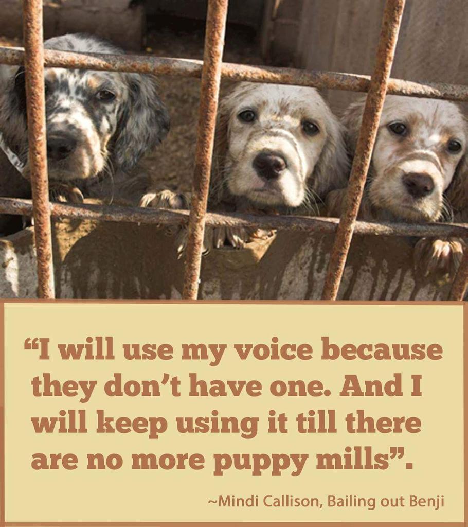 2whatshappening's tweet photo. #puppymill #USDAFRAUD #AKCFRAUD #petstores #JULIANPRAGER @realDonaldTrump @ANIPAL_ @greensboro_nc @bailingoutbenji http://t.co/mQNXMc6M2U