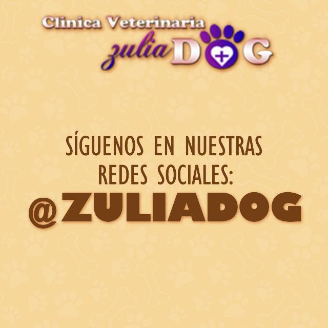 ZuliaDog's tweet image. Recuerda que para mas información, tips y consejos consulta nuestras redes sociales Twitter/Instagram: @ZuliaDog