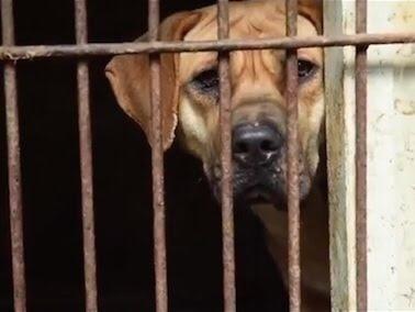 ✔TWEETSHEET ➡PETITIONS-PART 1 ✔ TO SUPPORT THE FIGHT AGAINST PET CRUELTY IN #SouthKorea sites.google.com/site/stopkorea… ...