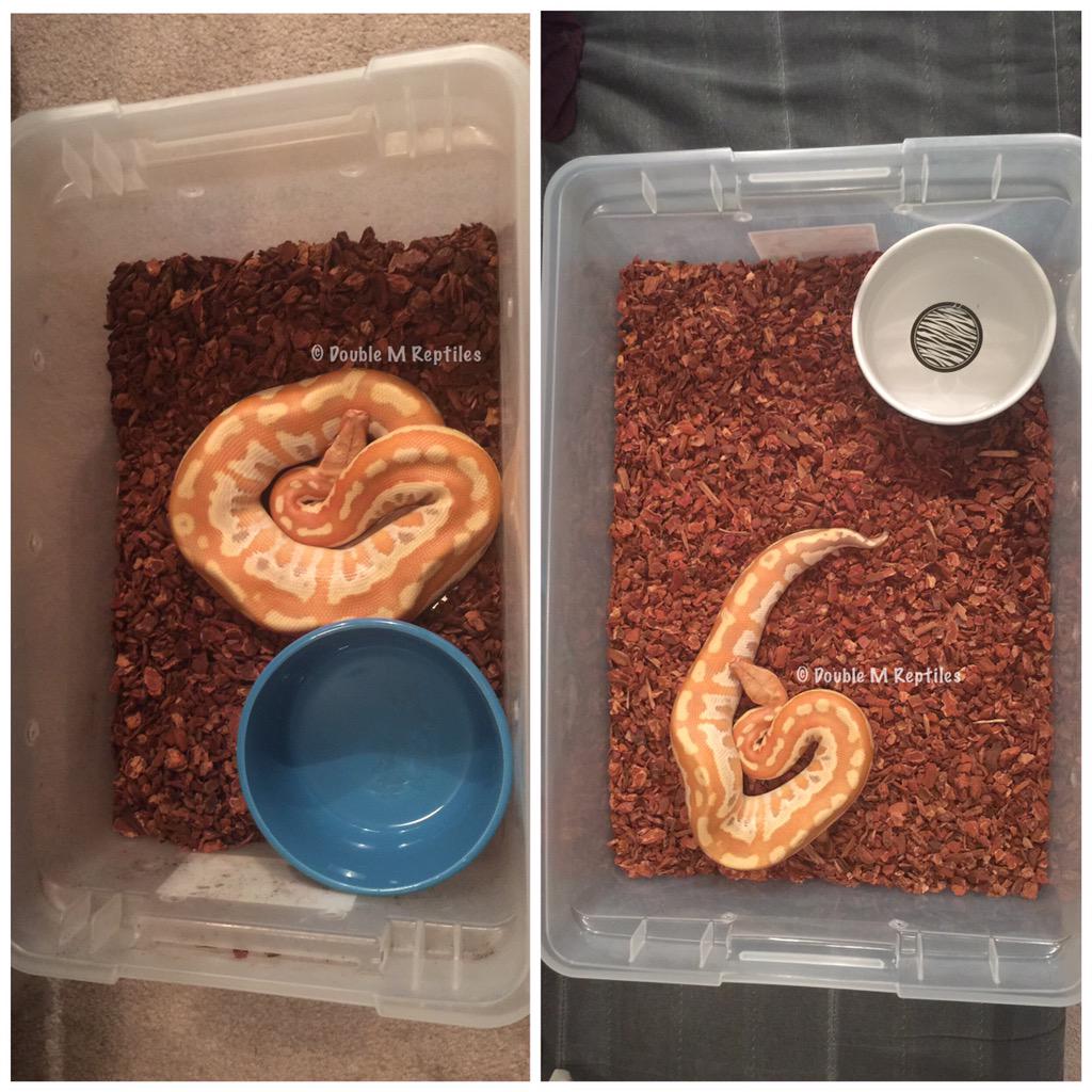 GearworkExotics's tweet image. upgraded my blood last night - before and after - I&apos;m sure she&apos;s much happier 😊 #bloodpython #pythonbrongersmai