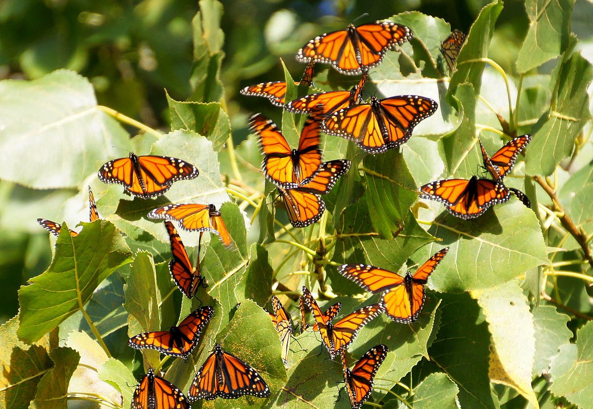 PHOTOS Migrating butterflies in Cleveland WKYC 3News Scoopnest