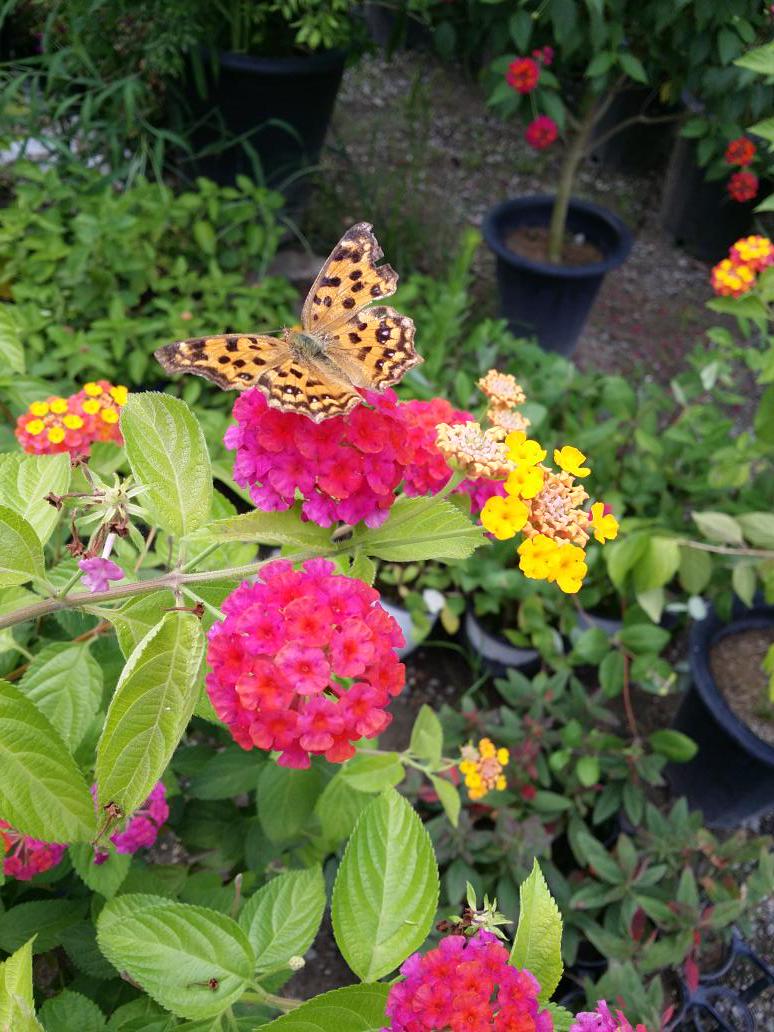 세 치 혀끝에서 나오는 말은 믿을 수가 없다.
하지만 그 사람의 마음에서 나오는 행동은 믿음을 준다.