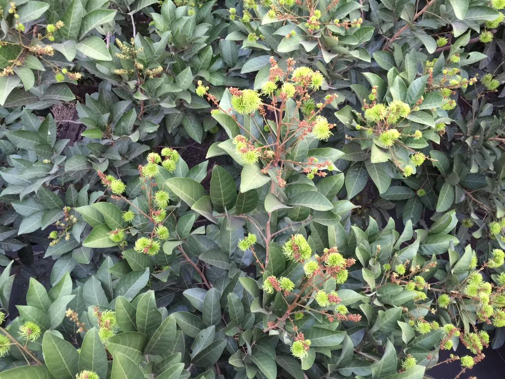 selamat senin pagi ini