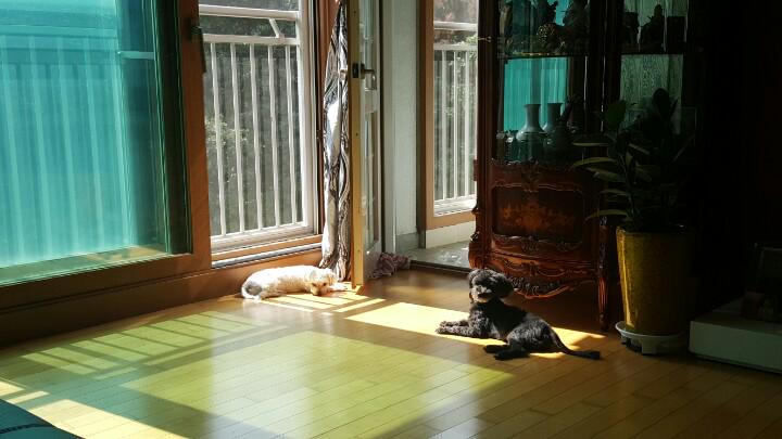 울 강쥐들 광합성중^^
미용할때됐다 느그들~♡