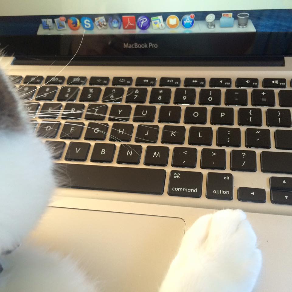 Big thanks to <a href="/ApptechPtyLtd/">Apptech</a> Mt Waverley for great customer service as usual.
Cat approval has been granted :)