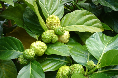 infomantap's tweet photo. Inilah Beragam Manfaat Buah Mengkudu http://t.co/sT2TsthDSL http://t.co/JFSrLbWszw