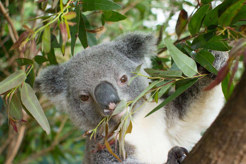aSwedeAbroad's tweet photo. The Koala Experience at Currumbin Wildlife Sanctuary http://t.co/6TQwkCYmoF http://t.co/YWoMtwAK1f