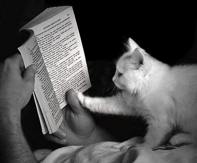 Читать книгу белого кота. Кот с книгой. Белые котики с книжкой. Книга котик. Нарисовать кота читающий книгу в цвете с боку со спины.