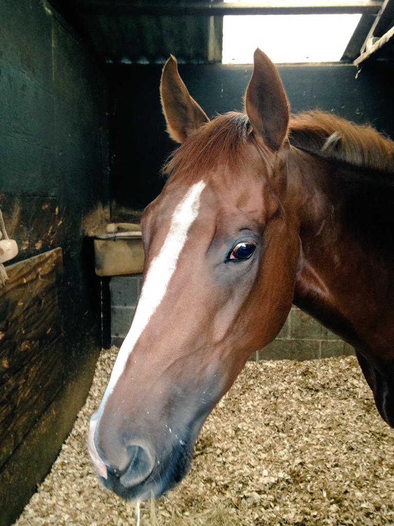 ICMRacing's tweet photo. Hashtag relaxing before his race tomorrow @CatterickRaces He runs in the 2.30 and @bartleygary will ride
#TeamMenzies http://t.co/iVibrebC9I
