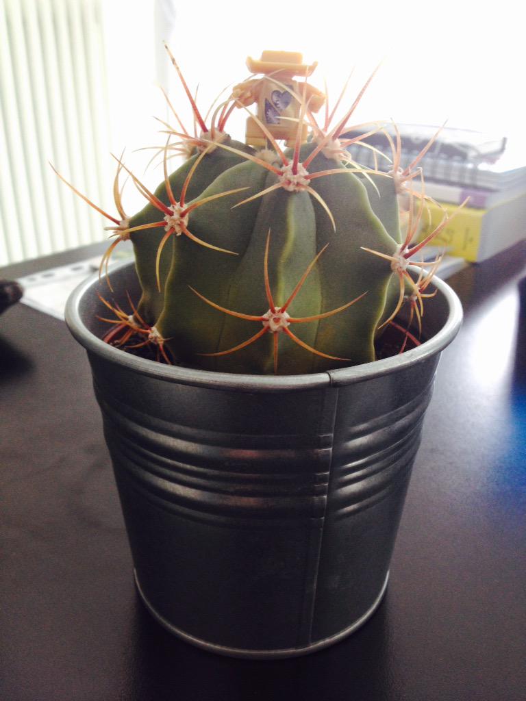 Giornata del... #Cactus! #MondayAgain #Padova