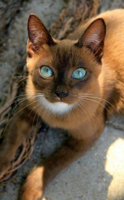 초코렛에 폭 담궈졌다가 나온듯한색의 냥이