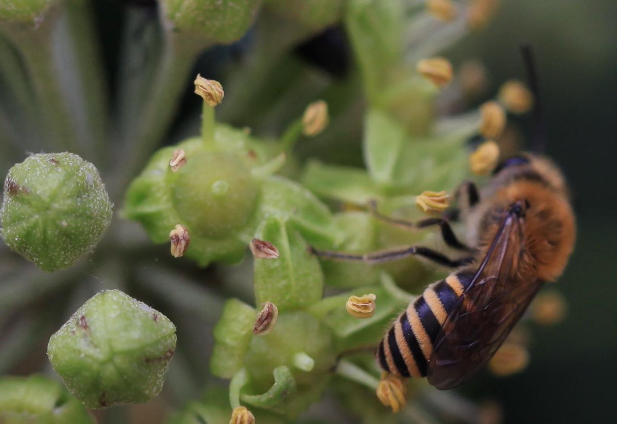 Have you seen this #bee?! If so, do pls let @bwars2000 know by recording your sighting here bwars.com/index.php?q=co…