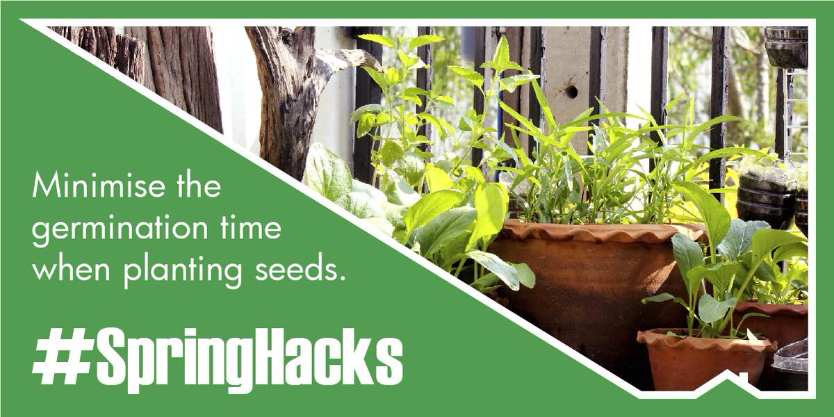 BuildersSA's tweet image. If you&apos;re planting from seeds this spring, soak them first to minimise germination time. #SpringHacks