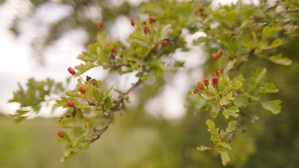 Reforestnation's tweet photo. Hawthorn berries up at Netherton - we've been picking them with the kids for planting next spring. http://t.co/XOFv9wBudQ