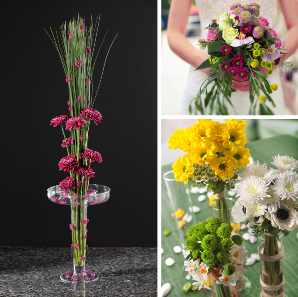 Read how September's flower, the beautiful Chrysanthemum flourishes with flower care: bit.ly/1Mm8QT6