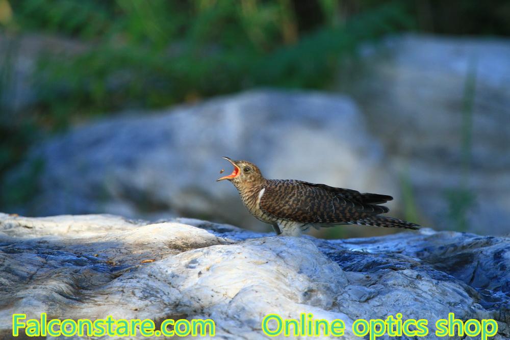 Falconstare's tweet image. “coo coo” cuckoo
Sept, 2015
China
#birding #bird