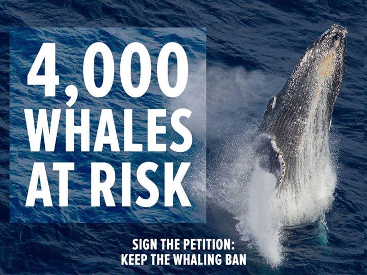 WildTrailUK's tweet image. Sign the petition - object to the Japanese whale-killing plans: bit.ly/1VhS6O5 #WhaleProtection #Petition