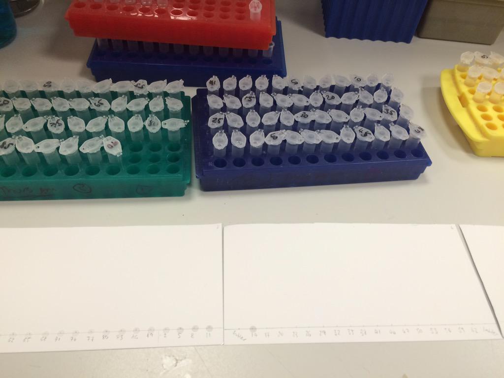 Lis_Lowe's tweet photo. Back to the expt I abandoned to go on hols - making and purifying oligosaccharides. #TLCtime http://t.co/XERjLhSYe7