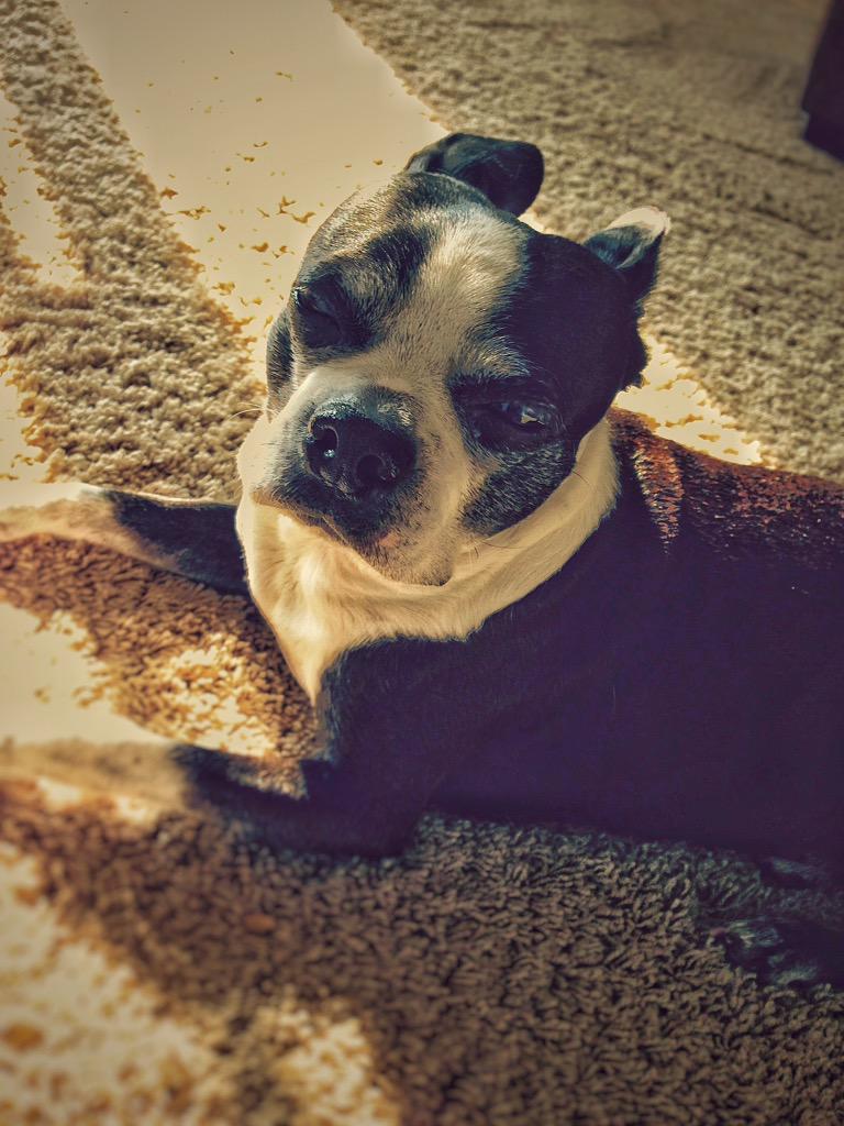 neilkrolicki's tweet image. Monday mornings are clearly easier for some! #jealous #BostonTerrier #imdoingitwrong