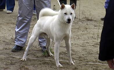 コジマ 人を襲ってた紀州犬 調べてみたらこんなかわいいのに殺すなんて ってなるけど おっきくなったらこんなムキムキ中型犬になるんだぞ こんなん１３発も打たなきゃ死なないって言っても納得 Http T Co U67qavu98t Twitter