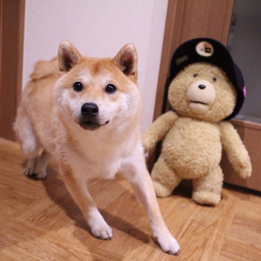 テッド好きすぎてつらい Twitter Search テッド好きすぎてつらい Twitter Search