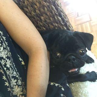 Joy_PhotoCam's tweet image. Doesn't everyone work with a snorting pug behind their back? #pug #puglove #pugsofinstgram 💗🐷🐶 findelight.net/puggie_detail.…