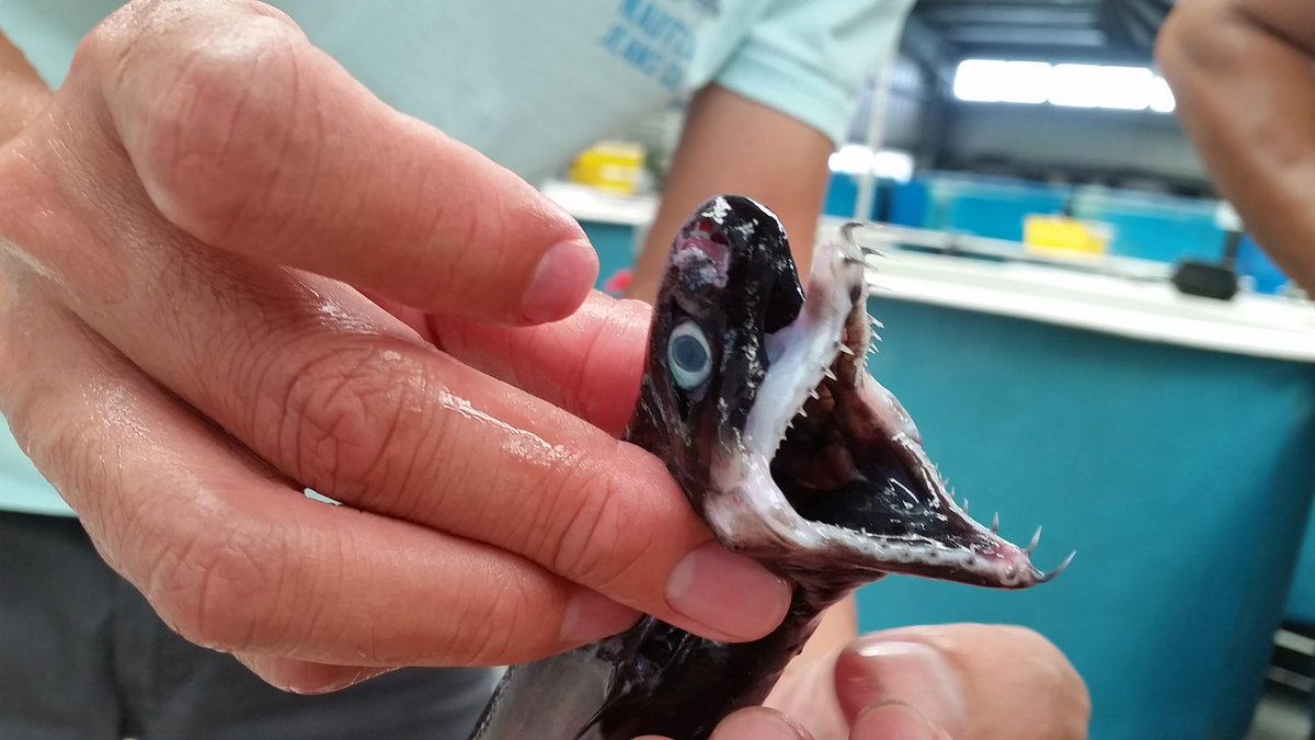 まるで特撮の怪獣 一度見たら忘れられない顔の激レア深海サメ ワニグチツノザメ Togetter まるで特撮の怪獣 一度見たら忘れられない顔の激レア深海サメ ワニグチツノザメ Togetter