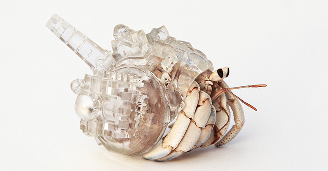 Il imprime en 3D des coquilles stylées pour des bernard-l'hermite sans-abris (<a href="/creators_fr/">Creators</a>) : bit.ly/1NrAhcJ